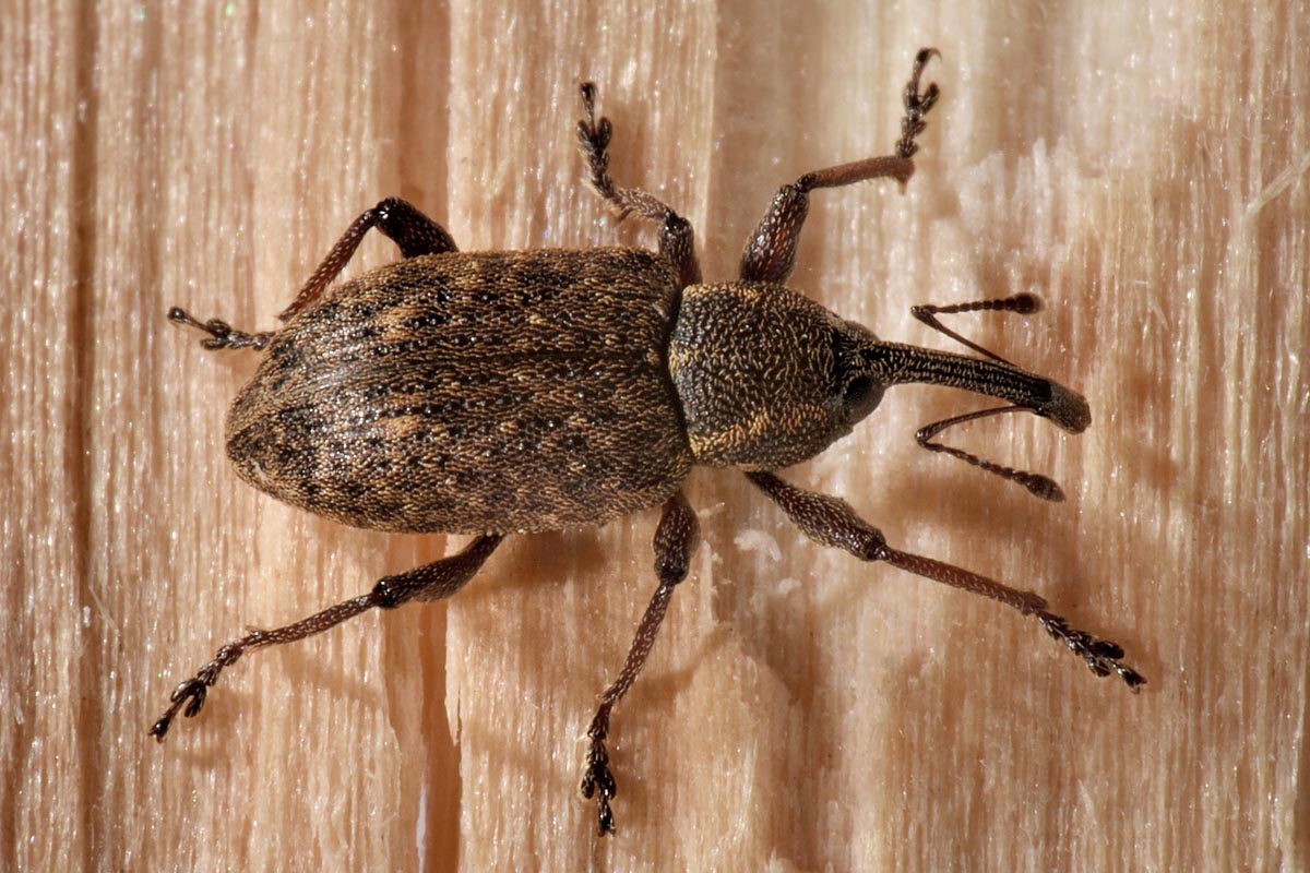 Curculionidae:  Notaris scirpi